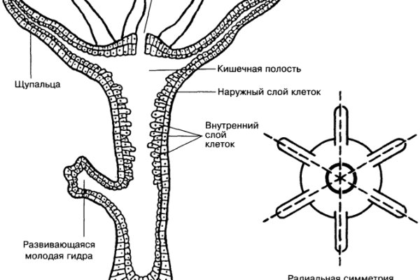 Onion сайт кракен